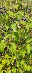 Cornus sanguinea
