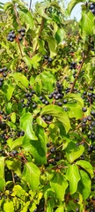 Cornus sanguinea
