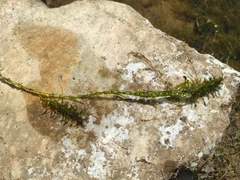Hippuris vulgaris