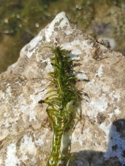 Hippuris vulgaris
