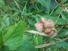 Ampelomyia vitiscoryloides