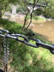 Gomphidae