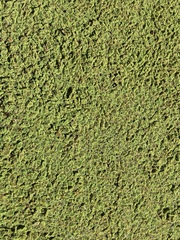 Azolla pinnata