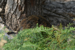 Thylogale billardierii