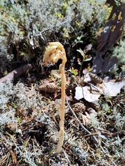 Monotropa hypopitys
