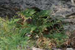 Thylogale billardierii