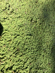 Azolla pinnata
