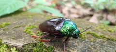 Sternocera chrysis