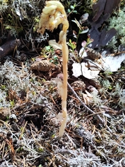 Monotropa hypopitys