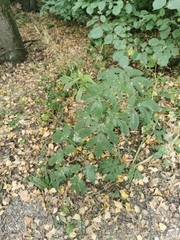 Chaerophyllum aromaticum