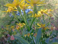 Senecio sarracenicus