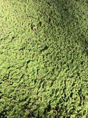 Azolla pinnata