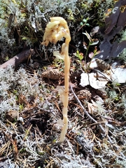 Monotropa hypopitys