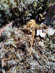 Monotropa hypopitys