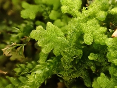 Trichocolea tomentella