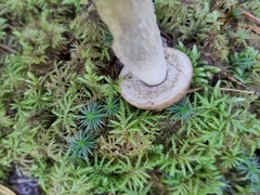 Leccinum holopus