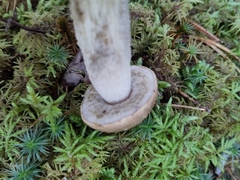 Leccinum holopus