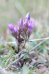 Gentianella germanica