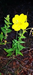 Oenothera affinis