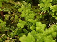 Trichocolea tomentella