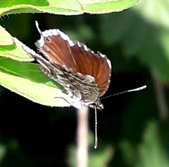 Cacyreus marshalli