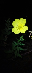 Oenothera affinis