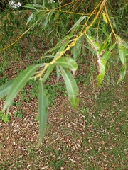 Salix × fragilis vitellina