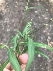 Persicaria hydropiper