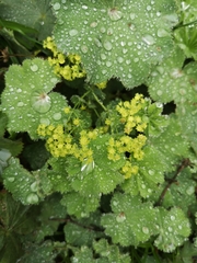 Alchemilla