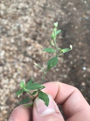 Moehringia trinervia