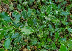 Ilex aquifolium