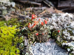 Cladonia bellidiflora