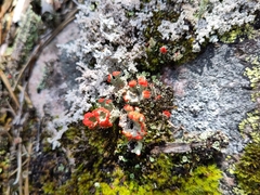 Cladonia bellidiflora