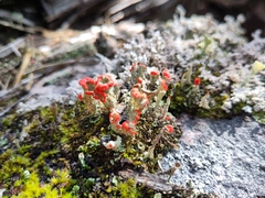 Cladonia bellidiflora