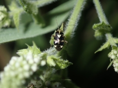 Liocoris tripustulatus