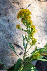 Solidago simplex