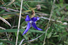 Gentianopsis ciliata