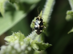 Liocoris tripustulatus