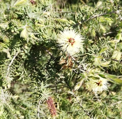 Melaleuca
