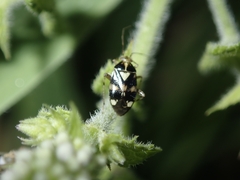 Liocoris tripustulatus