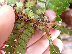 Polystichum vestitum