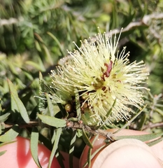 Melaleuca