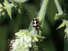Liocoris tripustulatus