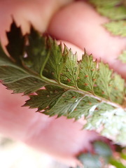 Polystichum vestitum