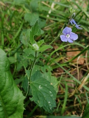 Veronica chamaedrys