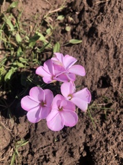 Oxalis ciliaris
