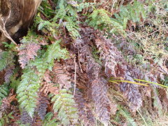 Polystichum vestitum