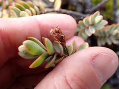 Veronica pinguifolia