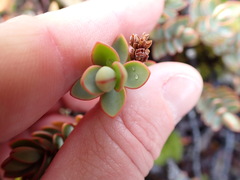 Veronica pinguifolia