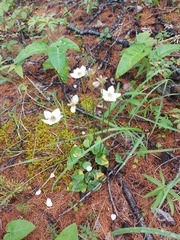 Parnassia palustris